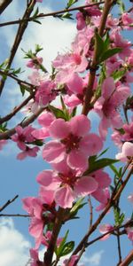 Plantas,Flores