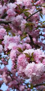 Plantas,Flores