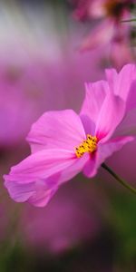 Plants,Flowers