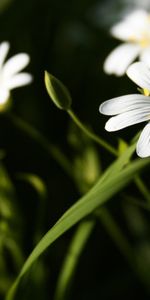 Plants,Flowers