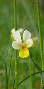 Plants,Flowers