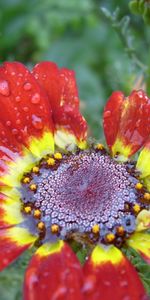 Plants,Flowers