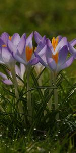 Plants,Flowers