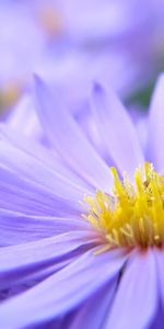 Plants,Flowers