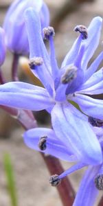 Plants,Flowers