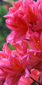 Plants,Flowers