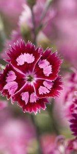 Plants,Flowers