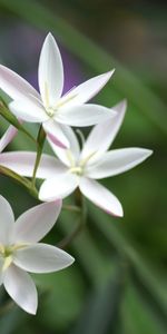 Plants,Flowers