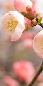 Plants,Flowers