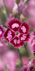 Plants,Flowers