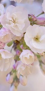 Plants,Flowers