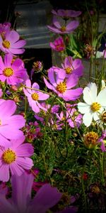 Plants,Flowers