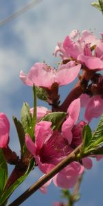 Plantas,Flores