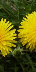 Plants,Flowers