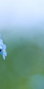 Plants,Flowers