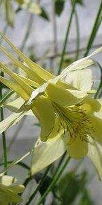 Plantas,Flores