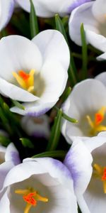 Plants,Flowers