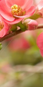 Plants,Flowers