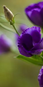 Plants,Flowers