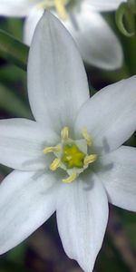 Plants,Flowers