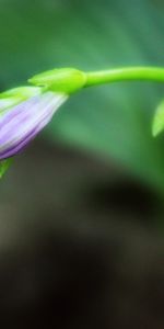 Plants,Flowers