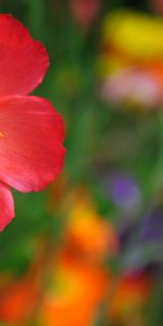 Plants,Flowers