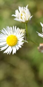 Plantas,Flores