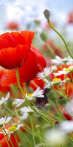 Plants,Flowers