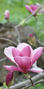 Plants,Flowers