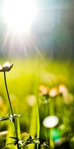 Plants,Flowers