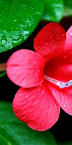 Plants,Flowers