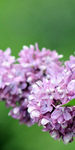 Plants,Flowers