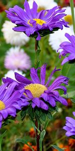 Plants,Flowers