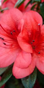 Plants,Flowers