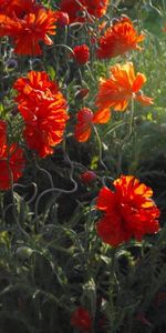 Plants,Flowers