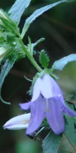 Plantas,Flores