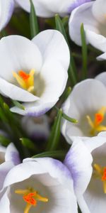 Plants,Flowers