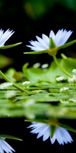 Plants,Flowers