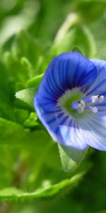 Plants,Flowers