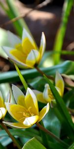 Plants,Flowers