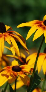 Plants,Flowers