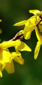 Fleurs,Plantes