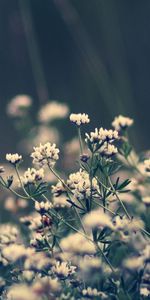 Plants,Flowers