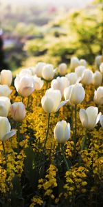 Plants,Flowers