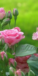 Plants,Flowers