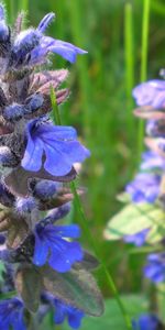 Plantas,Flores