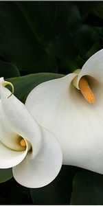 Plants,Flowers