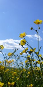 Plantas,Flores