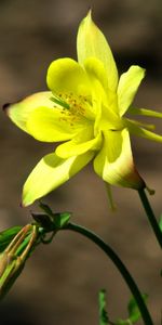 Plants,Flowers