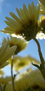 Plants,Flowers